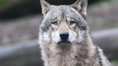 Wölfe dürfen im Oberallgäu nicht einfach abgeschossen werden. (Symbolbild) (Foto: Bernd Weißbrod/dpa)