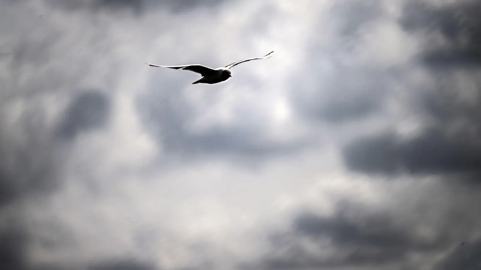 Eine Möwe vor einem wolkenverhangenen Himmel. (Foto: Federico Gambarini/dpa)