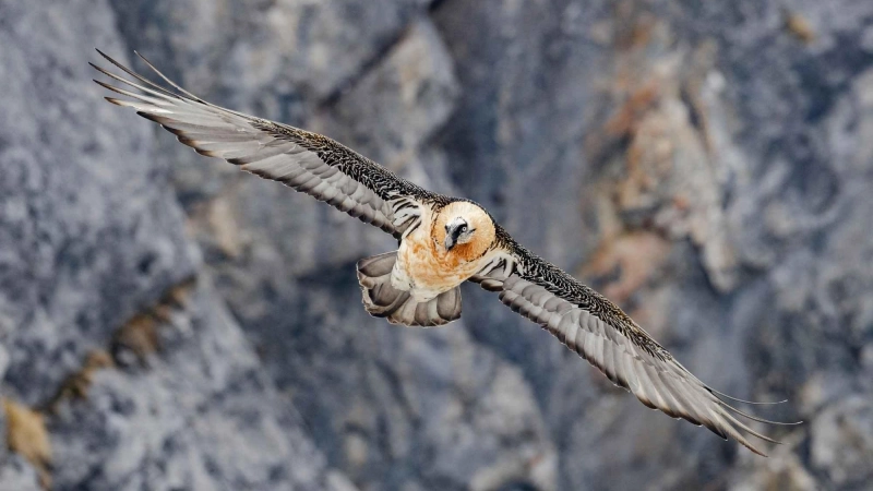 Imposant: Ein Bartgeier vor einer Bergwand. In Berchtesgaden wurde am 24. Juni wieder ein Pärchen ausgewildert. Unterstützung für das dortige Projekt kommt aus Neustadt/Aisch.  (Foto: Hansruedi Weyrich)