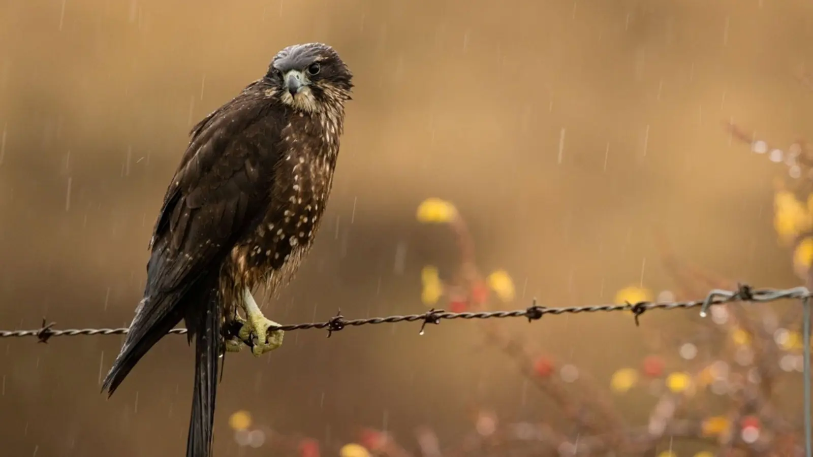 Der Karearea holte sich zum 20. Jubiläum der Abstimmung den ersten Platz. (Foto: Craig McKenzie/Forest and Bird/dpa)