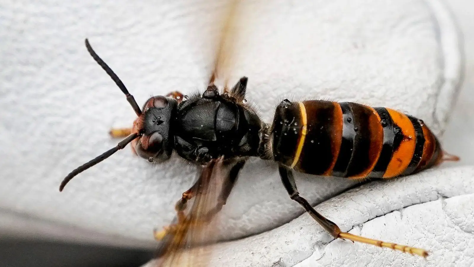 Die Asiatische Hornisse frisst andere Insekten. (Foto: Axel Heimken/dpa)