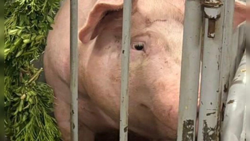 Dieses Schwein wurde 2025 beim Dorffest in Illenschwang verlost. 2026 endet die Tradition, eine Sau wird bereits vor dem Fest geschlachtet. (Foto: Tierrechtsorganisation Team Tierschutz gGmbH)