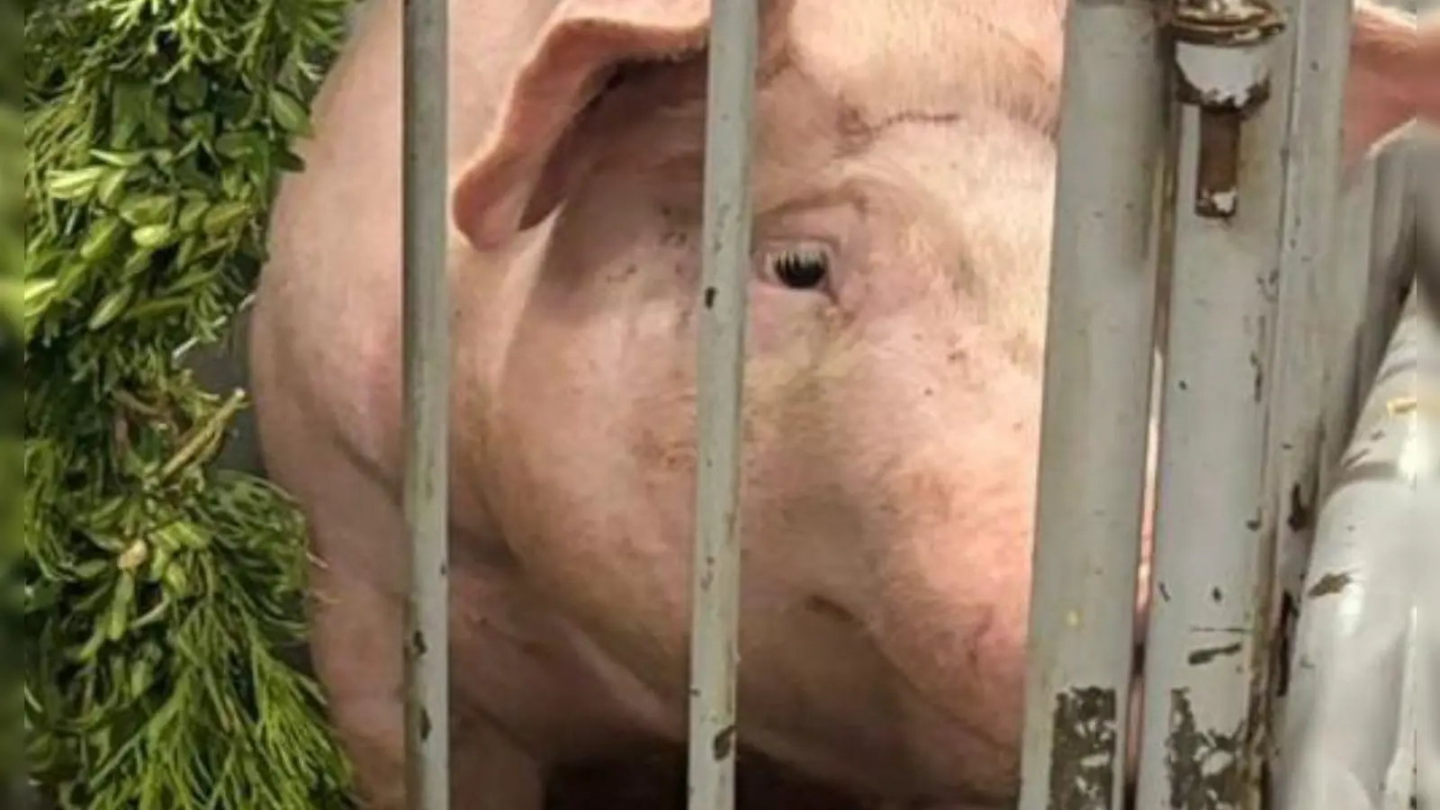 Dieses Schwein wurde 2025 beim Dorffest in Illenschwang verlost. 2026 endet die Tradition, eine Sau wird bereits vor dem Fest geschlachtet. (Foto: Tierrechtsorganisation Team Tierschutz gGmbH)