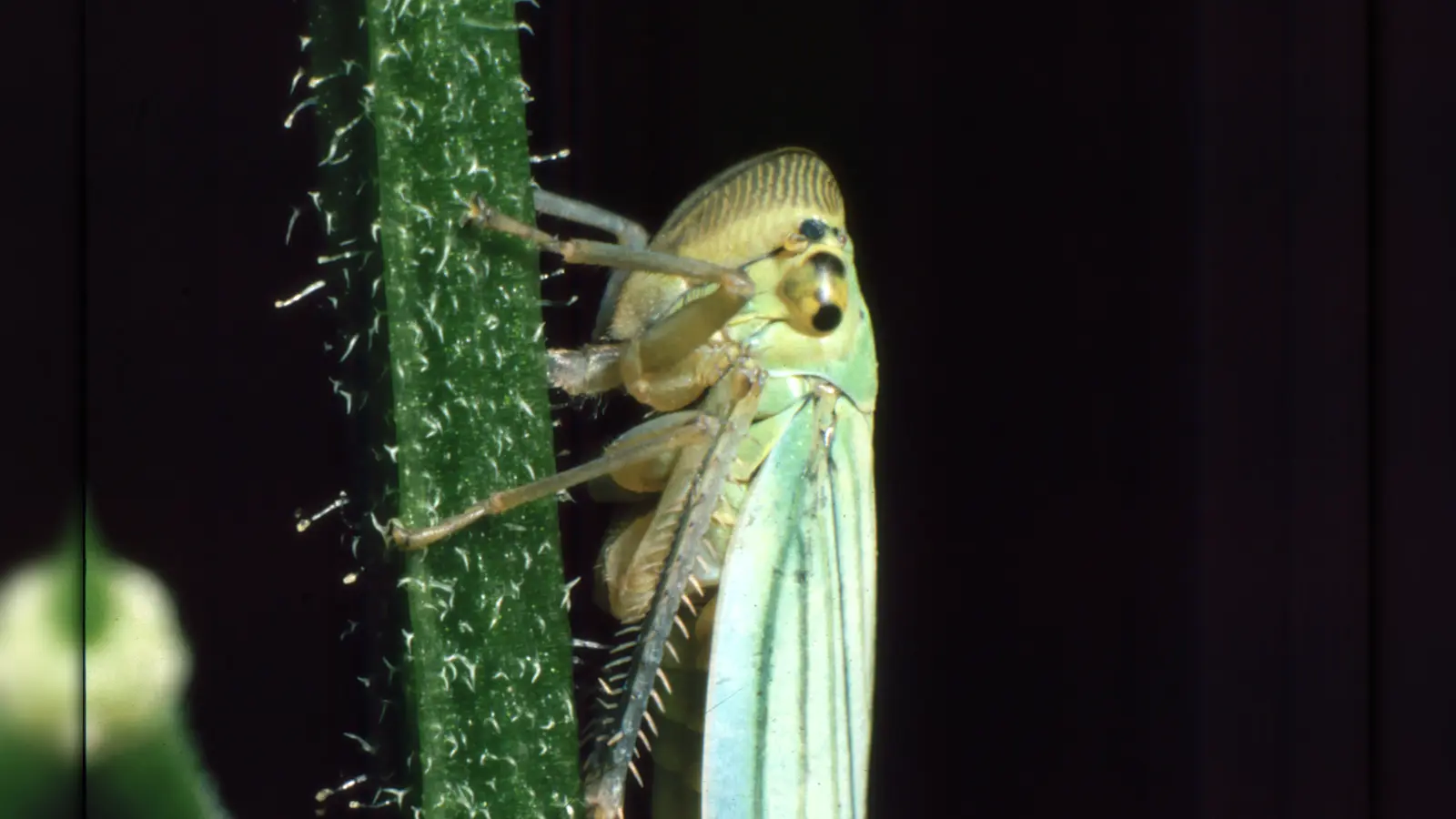 Die Männchen der Zwergzikade sind musikalische Riesen, was die Lautstärke angeht.  (Foto: Ulrich Meßlinger)