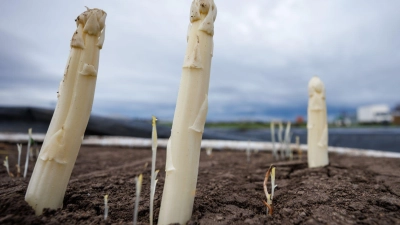 Die Spargelsaison beginnt. (Archivbild) (Foto: Daniel Karmann/dpa)