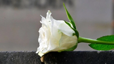Eine weiße Rose als Symbol der Erinnerung auf dem Heidefriedhof. (Foto: Matthias Rietschel/dpa)