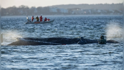 Das Schicksal des Wals wird auch international verfolgt. (Foto: Ulrich Perrey/dpa)