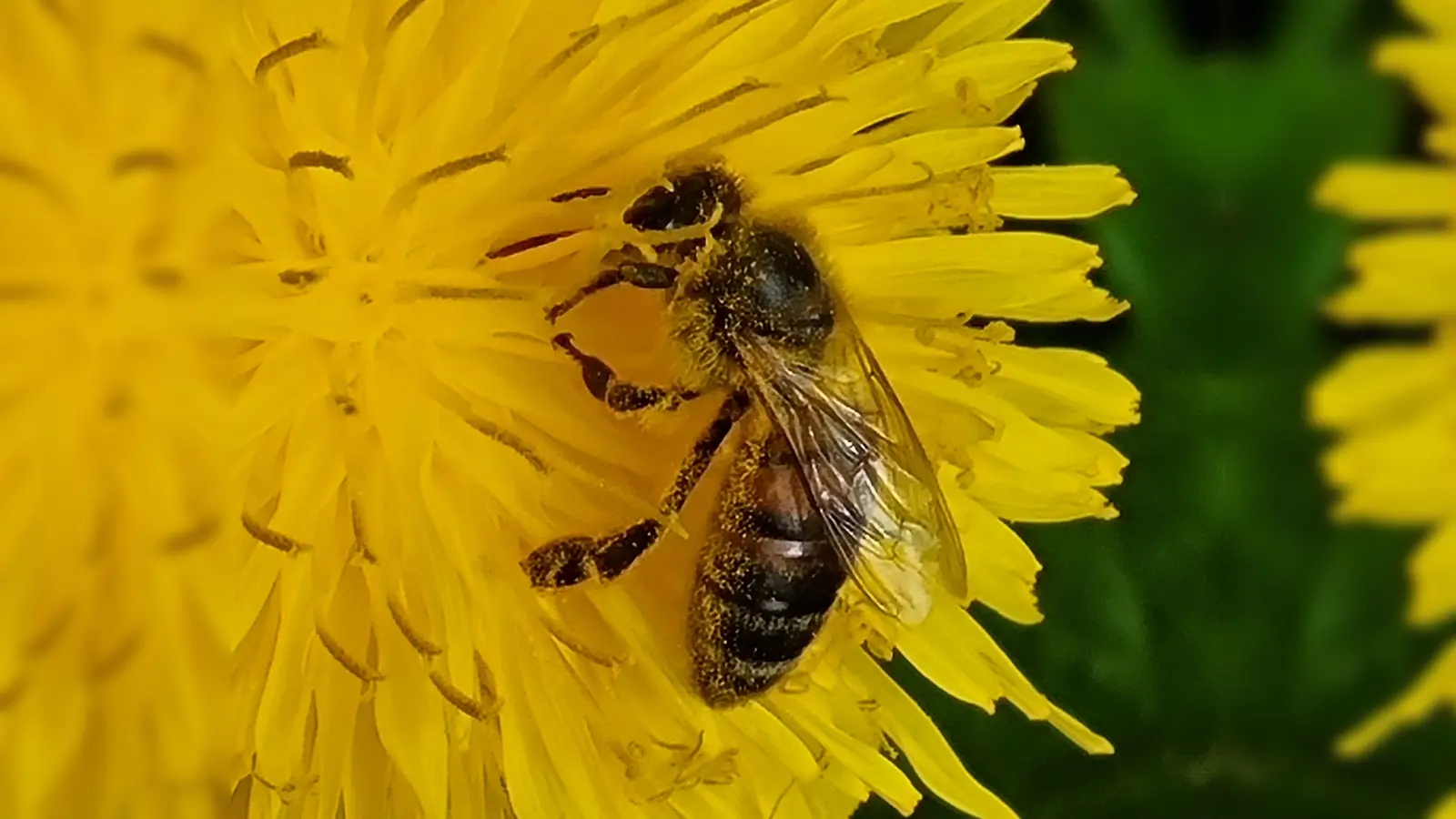 Ein Leben in Fülle - gesehen in Hornau. (Foto: Friedrich Stahl)