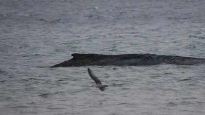 In der Ostsee ist ein Wal gestrandet. (Foto: Marcus Brandt/dpa)