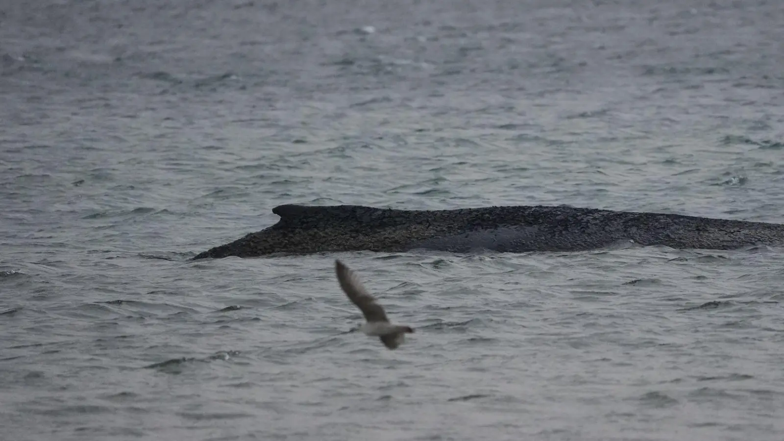 In der Ostsee ist ein Wal gestrandet. (Foto: Marcus Brandt/dpa)