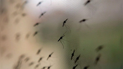 Die Anopheles-Mücke überträgt Malaria. Familien mit Baby oder Kleinkindern sollten lieber Reiseziele abseits von Malaria-Gebieten wählen. (Foto: Stephen Morrison/epa/dpa-tmn)