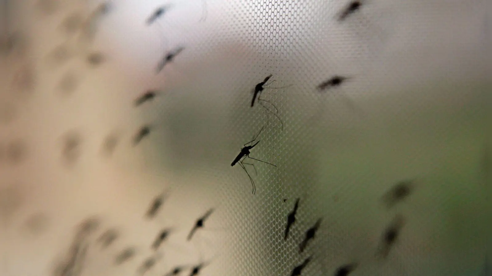 Die Anopheles-Mücke überträgt Malaria. Familien mit Baby oder Kleinkindern sollten lieber Reiseziele abseits von Malaria-Gebieten wählen. (Foto: Stephen Morrison/epa/dpa-tmn)