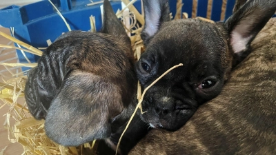 Die EU will strenger gegen illegalen Tierhandel vorgehen. (Symbolbild) (Foto: Paul Zinken/dpa)