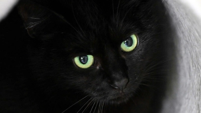 Bis zum 1. November dürfen im städtischen Tierheim der katalanischen Gemeinde keine schwarzen Katzen vermittelt werden. (Symbolbild) (Foto: Soeren Stache/dpa)