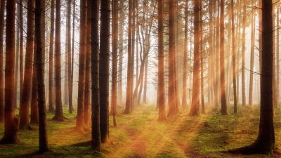 Zahlreiche Menschen wünschen sich eine Waldbestattung. (Foto: Pixabay)