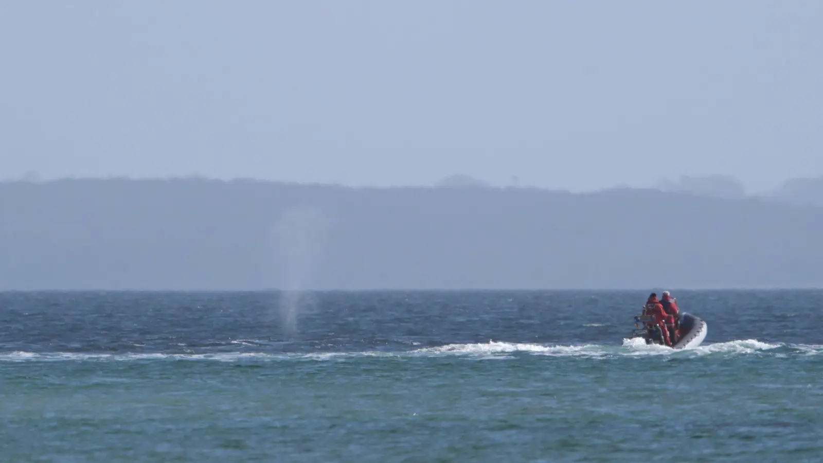 Der zeitweise vor Timmendorfer Strand gestrandete Buckelwal sorgte auch davor schon für Schlagzeilen. (Foto: Marcus Brandt/dpa)