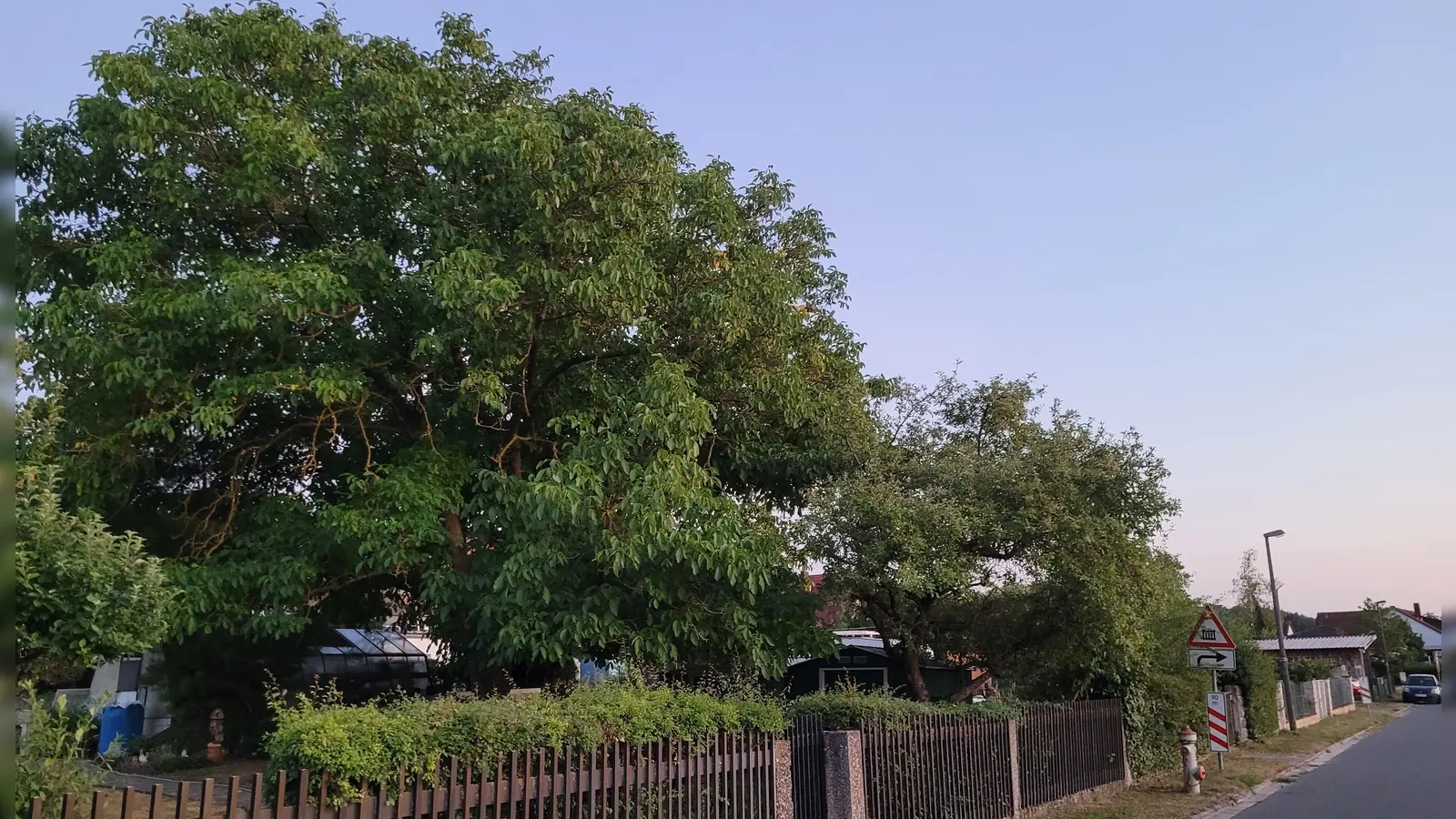 Dieser stattliche Nussbaum, der im Gebiet des Bebauungsplans „Siedlerstraße” in Dietersheim steht, soll dauerhaft erhalten bleiben. Er ist eine wichtige Lebensstätte für Tiere und Insekten. (Foto: Nina Daebel)