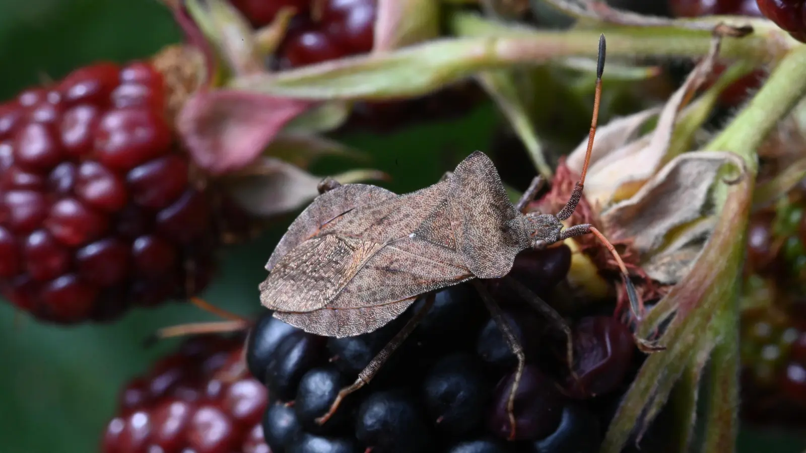 Die Randwanze besticht wie die meisten ihrer Verwandten nicht durch ihr Äußeres  (Foto: Ulrich Meßlinger)