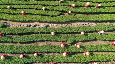 China hat im vergangenen Jahr rund 3,74 Millionen Tonnen Tee geerntet. (Archivbild) (Foto: Duan Junli/XinHua/dpa)
