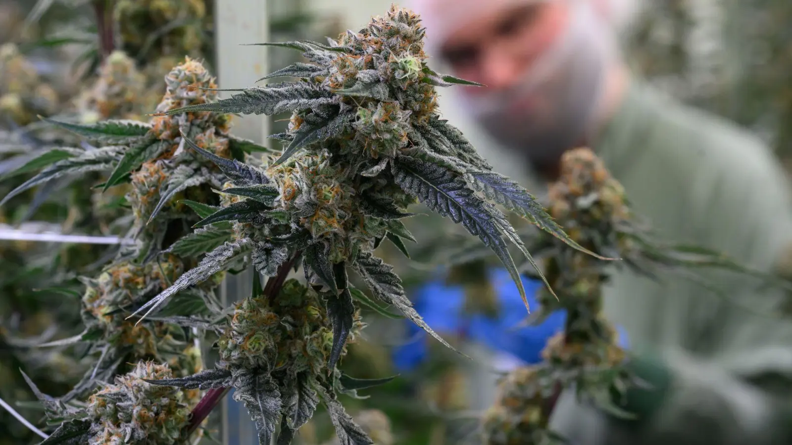 Seit 2017 kann medizinisches Cannabis in Deutschland legal verschrieben werden. (Symbolbild) (Foto: Hendrik Schmidt/dpa)