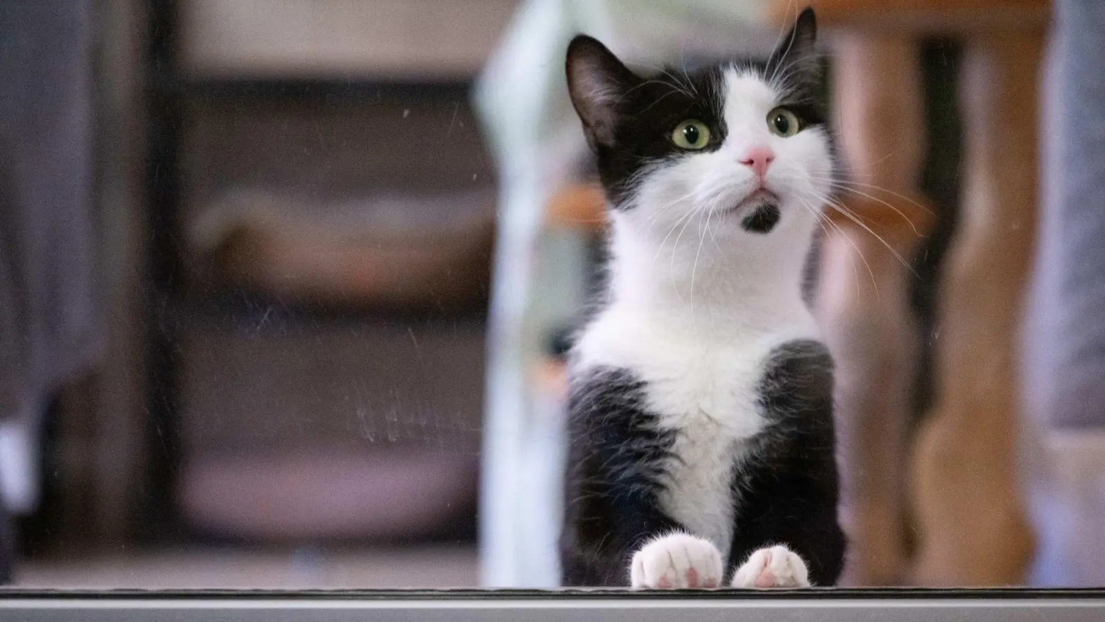  In Deutschland gibt es bislang keine allgemeine Chip- und Registrierungspflicht für alle Hunde und Katzen. (Foto: Sebastian Kahnert/dpa)