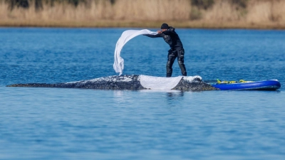 Das im Maul des Bickelwals gefundene Netz stamme nicht aus MV, sagt Umweltminister Backhaus. (Foto: Jens Büttner/dpa)