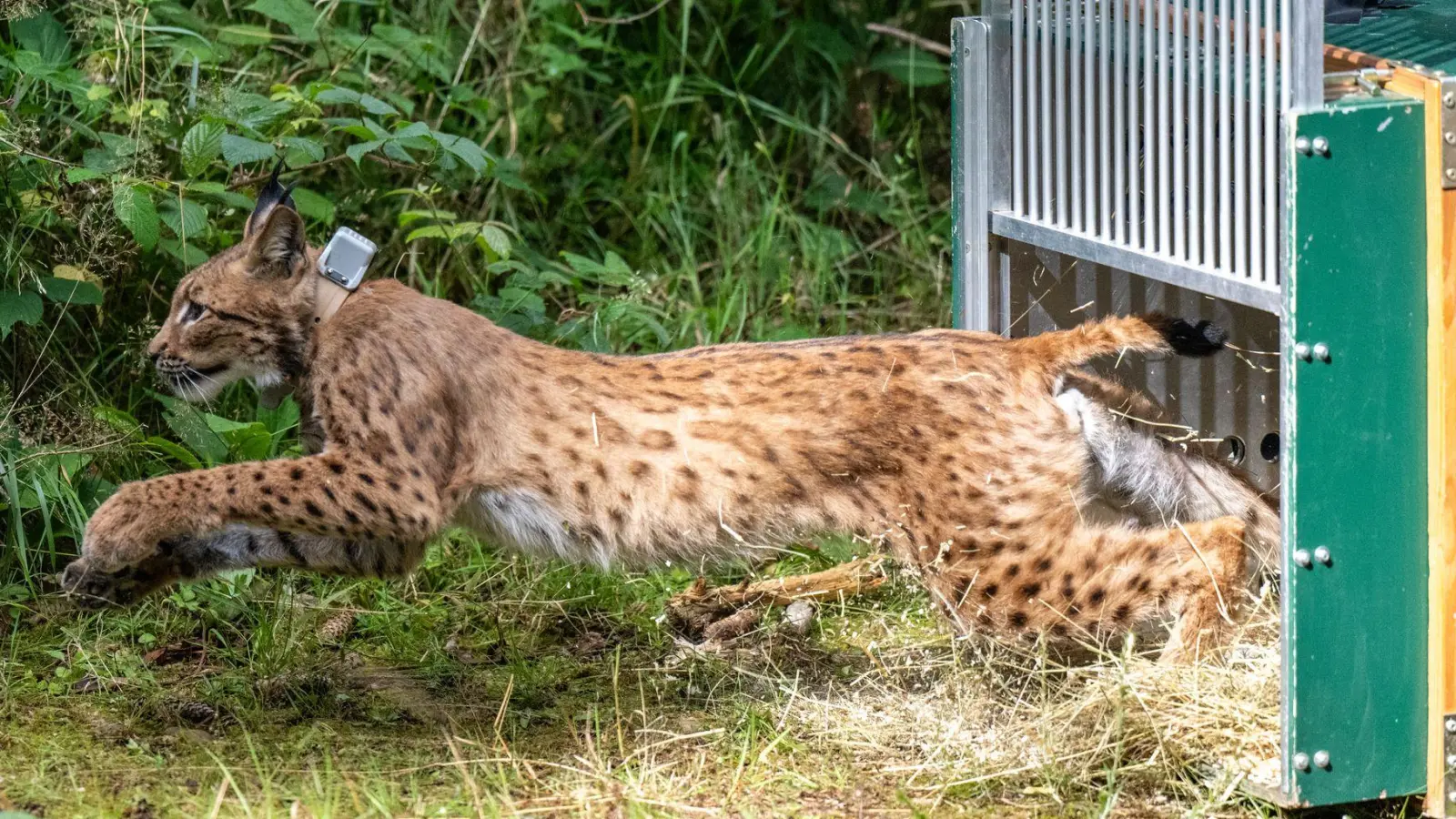 Sprung in die Freiheit: Das Luchsmännchen Anton schießt bei seiner Auswilderung im Forst bei Eibenstock in Sachsen wie ein flauschiger Blitz aus der Transportbox in den Wald, und mit dieser Auswilderung wurde das Programm zur Wiederansiedlung des gefährdeten Karpatenluchs-Kuders für dieses Jahr erfolgreich abgeschlossen. (Foto: Hendrik Schmidt/dpa)