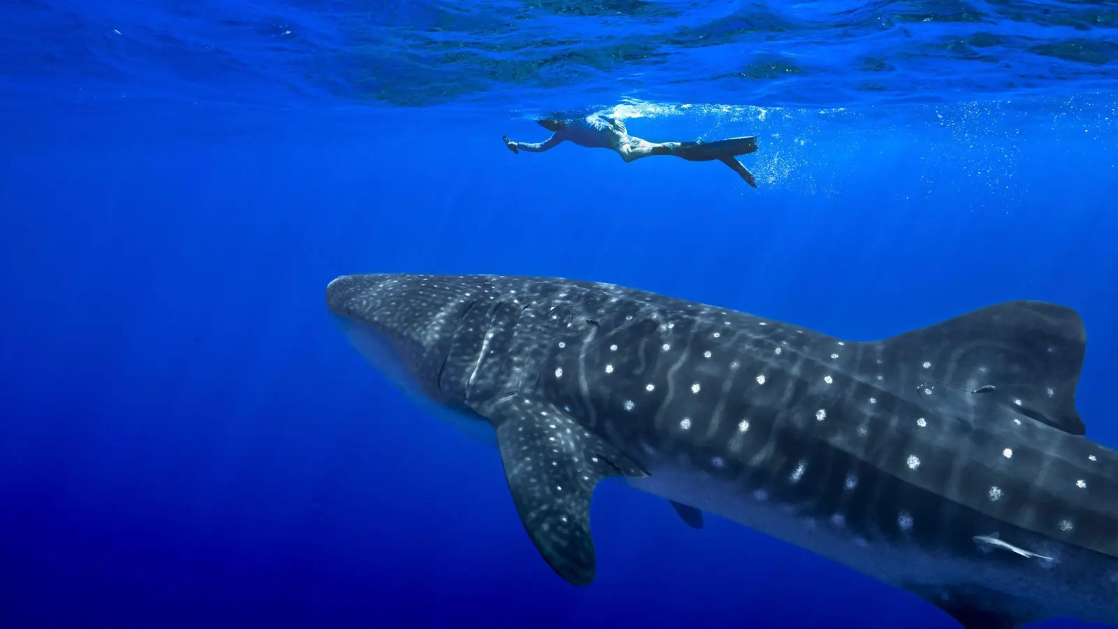 Unter anderem für den Wahlhai beschloss die Weltartenkonferenz in Samarkand ein kommerzielles Handelsverbot. (Archivbild) (Foto: Flora Tomlinson-Pilley/AP/dpa)