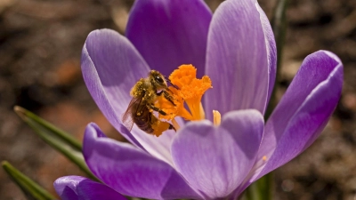 Heimische Zwiebel- und Knollenpflanzen wie Krokusse liefern früh im Jahr Nahrung für bestäubende Insekten. (Foto: Jens Schierenbeck/dpa-tmn)
