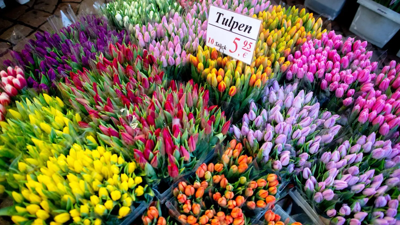 Man kann hören und fühlen, ob Tulpen im Handel frisch sind oder schon länger dort lagern. (Foto: Hauke-Christian Dittrich/dpa/dpa-tmn)