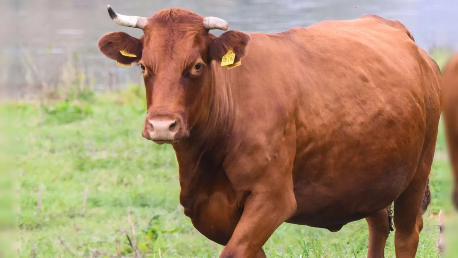 Das Rind hält sich vermutlich in einem Waldgebiet südlich von Esbach auf. (Symbolbild: dpa/Julian Stratenschulte)