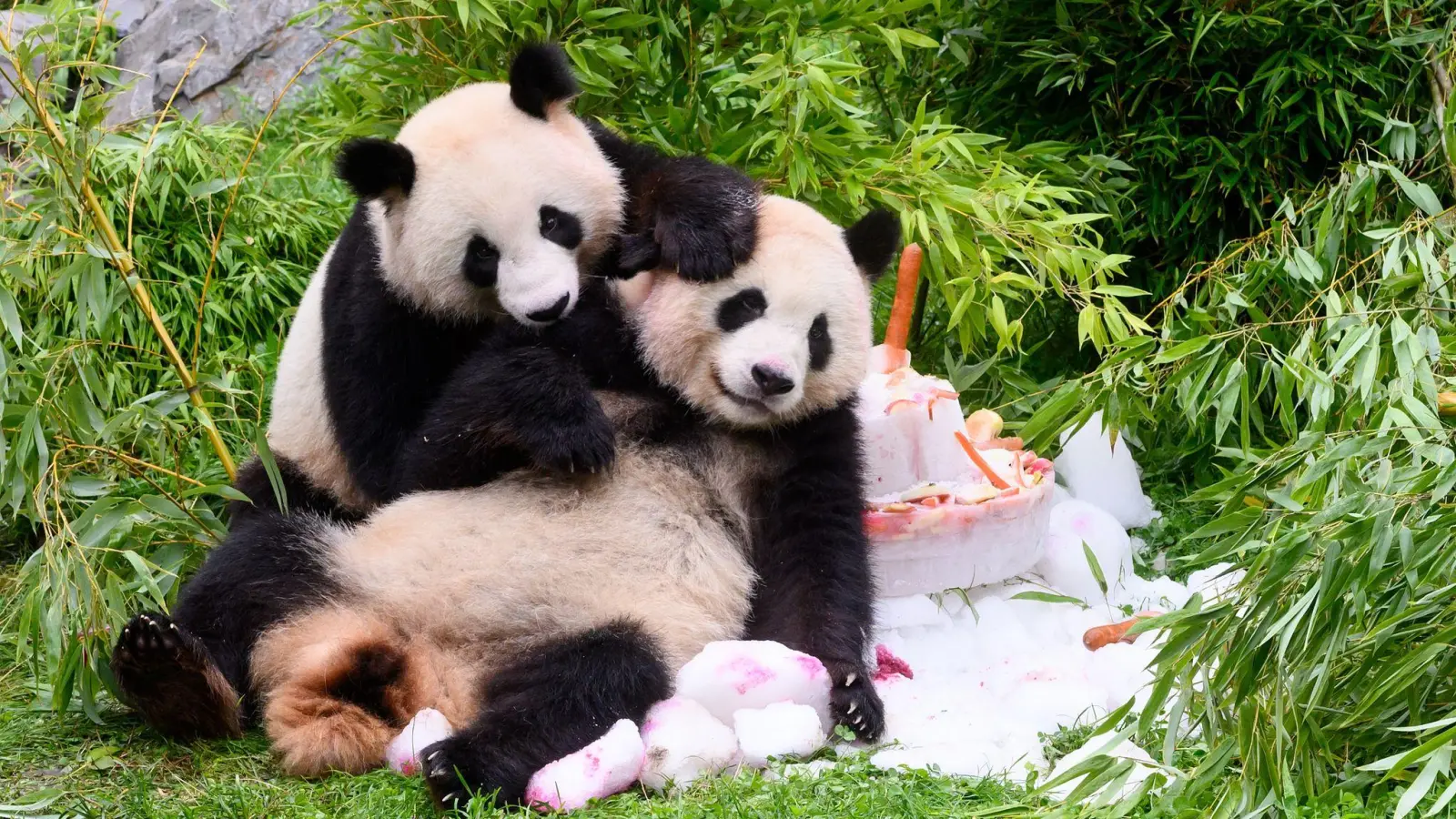 Eine Torte aus Eis, Gemüse und Früchten gibt es anlässlich ihres vierten Geburtstags für die Pandabären Pit und Paule im Berliner Zoo. (Foto: Bernd von Jutrczenka/dpa)