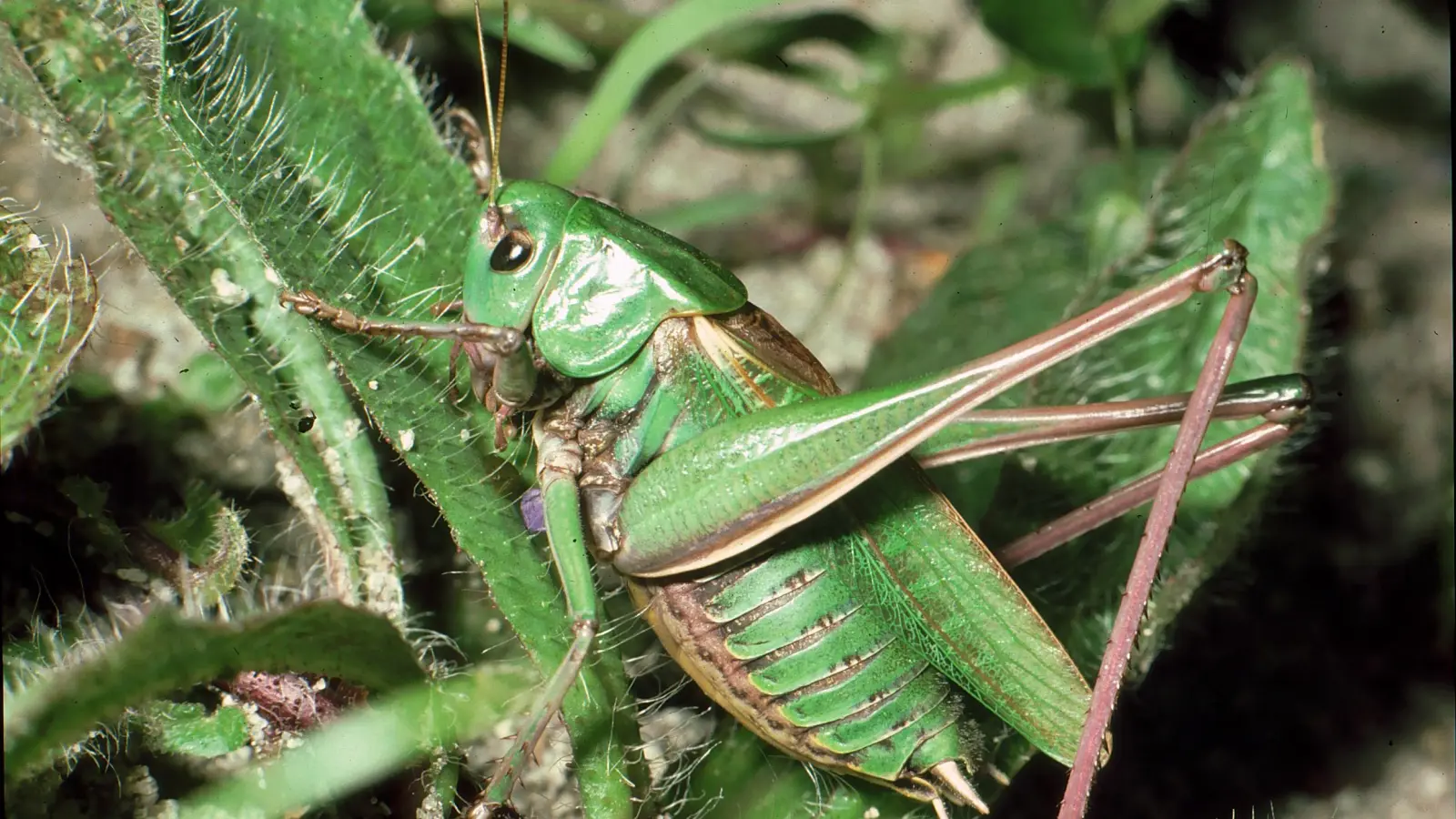 Dem Warzenbeißer schrieb man einst heilende Kräfte für Menschen zu. (Foto: Ulrich Meßlinger)