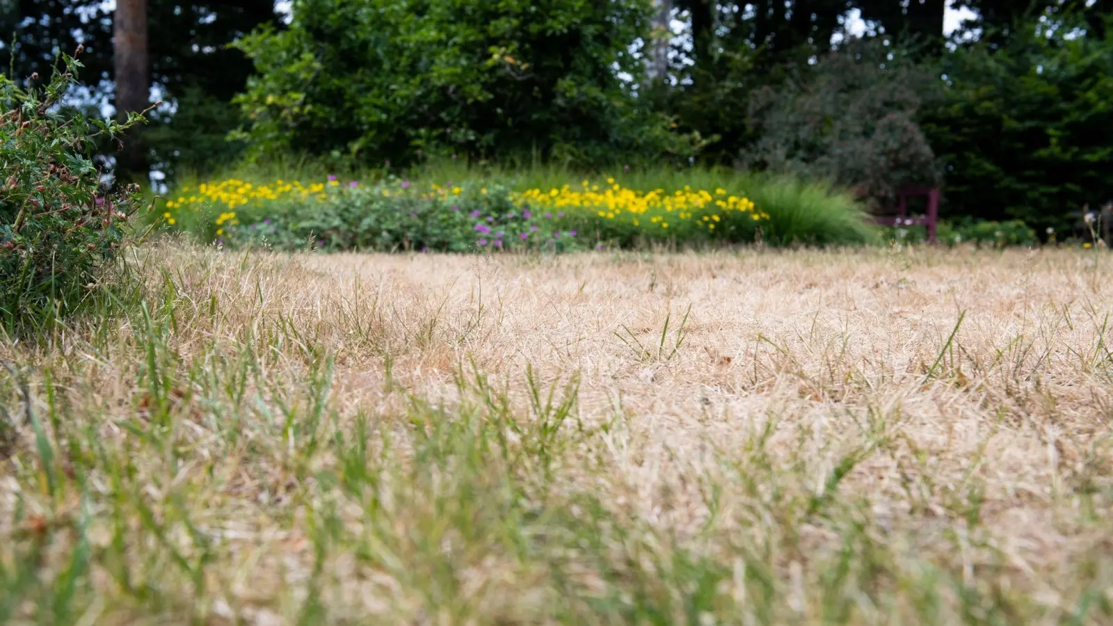 Der Rasen hat unter dem Sommer gelitten. Dünger zum Saisonende hilft ihm bei der Regeneration und bringt ihn besser durch den Winter. (Foto: Franziska Gabbert/dpa-tmn)