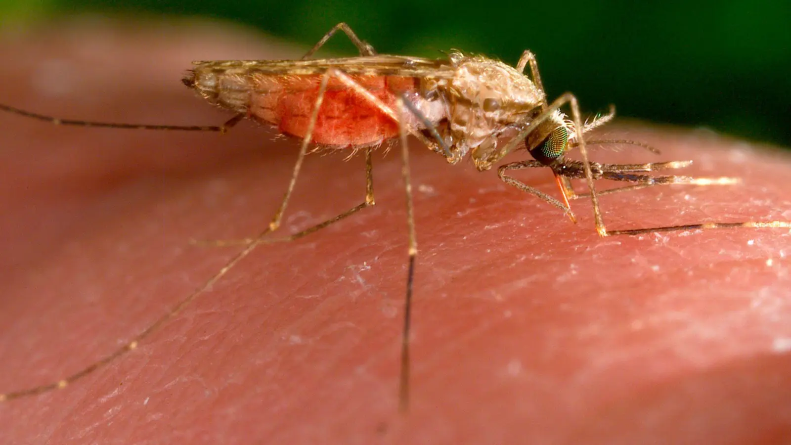 Erneut erkrankten Menschen in Frankfurt an Malaria. (Symbolbild) (Foto: James Gathany/AP/dpa)