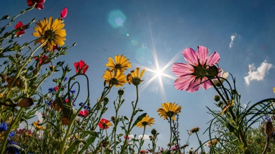 Sonne pur: So soll es ab Mittwoch werden. (Symbolbild) (Foto: Frank Rumpenhorst/dpa)