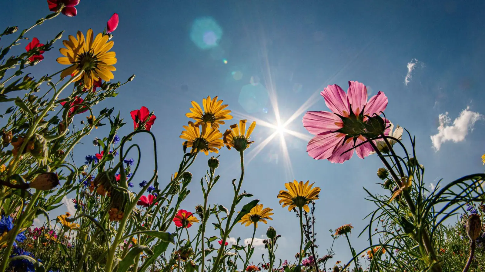 Sonne pur: So soll es ab Mittwoch werden. (Symbolbild) (Foto: Frank Rumpenhorst/dpa)