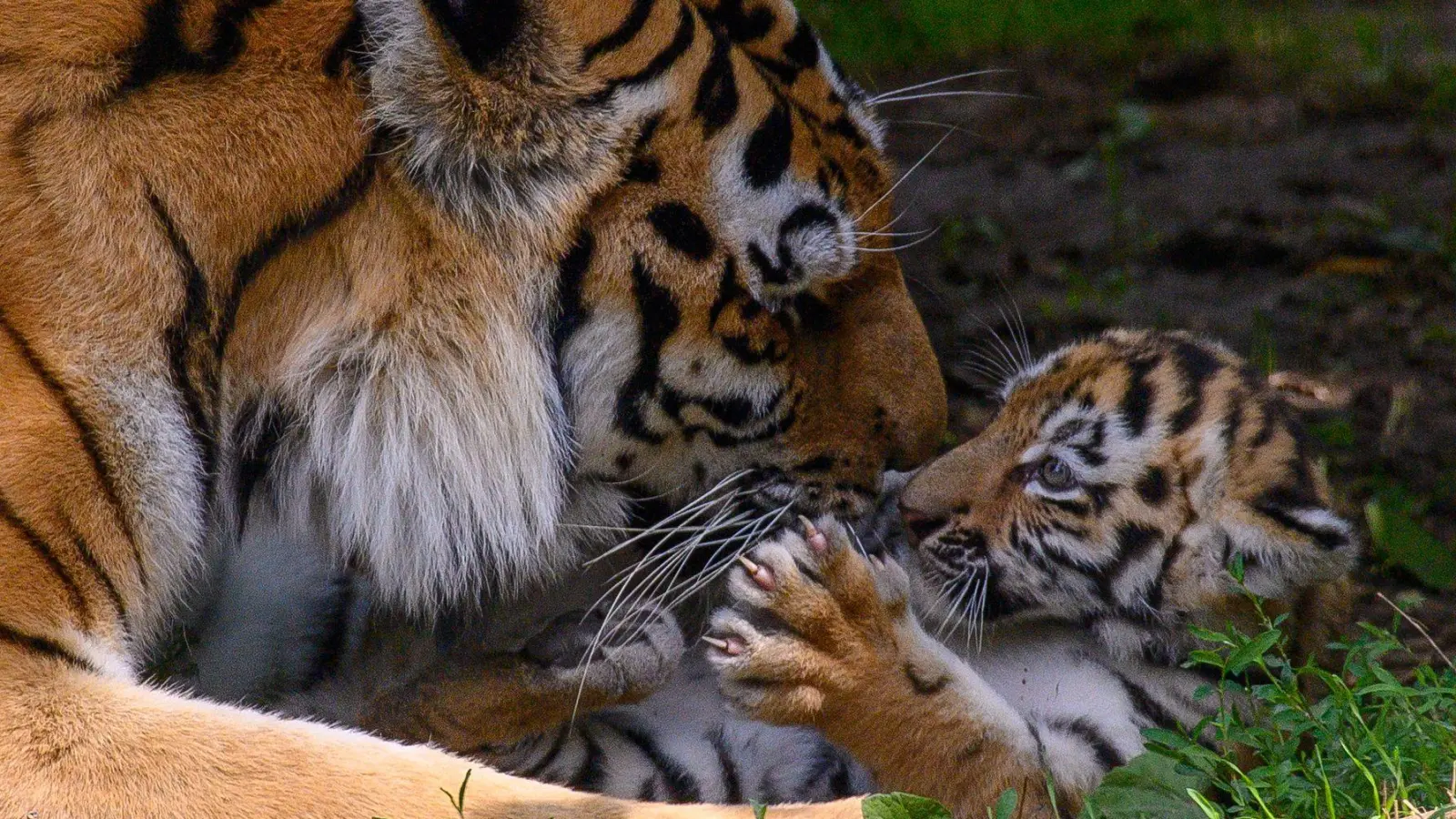 Tigermutter „Stormi“ spielt im Zoo Magdeburg im Freigehege mit einem ihrer Jungtiere. Es ist eines von vier Tigerbabys.  (Foto: Klaus-Dietmar Gabbert/dpa)