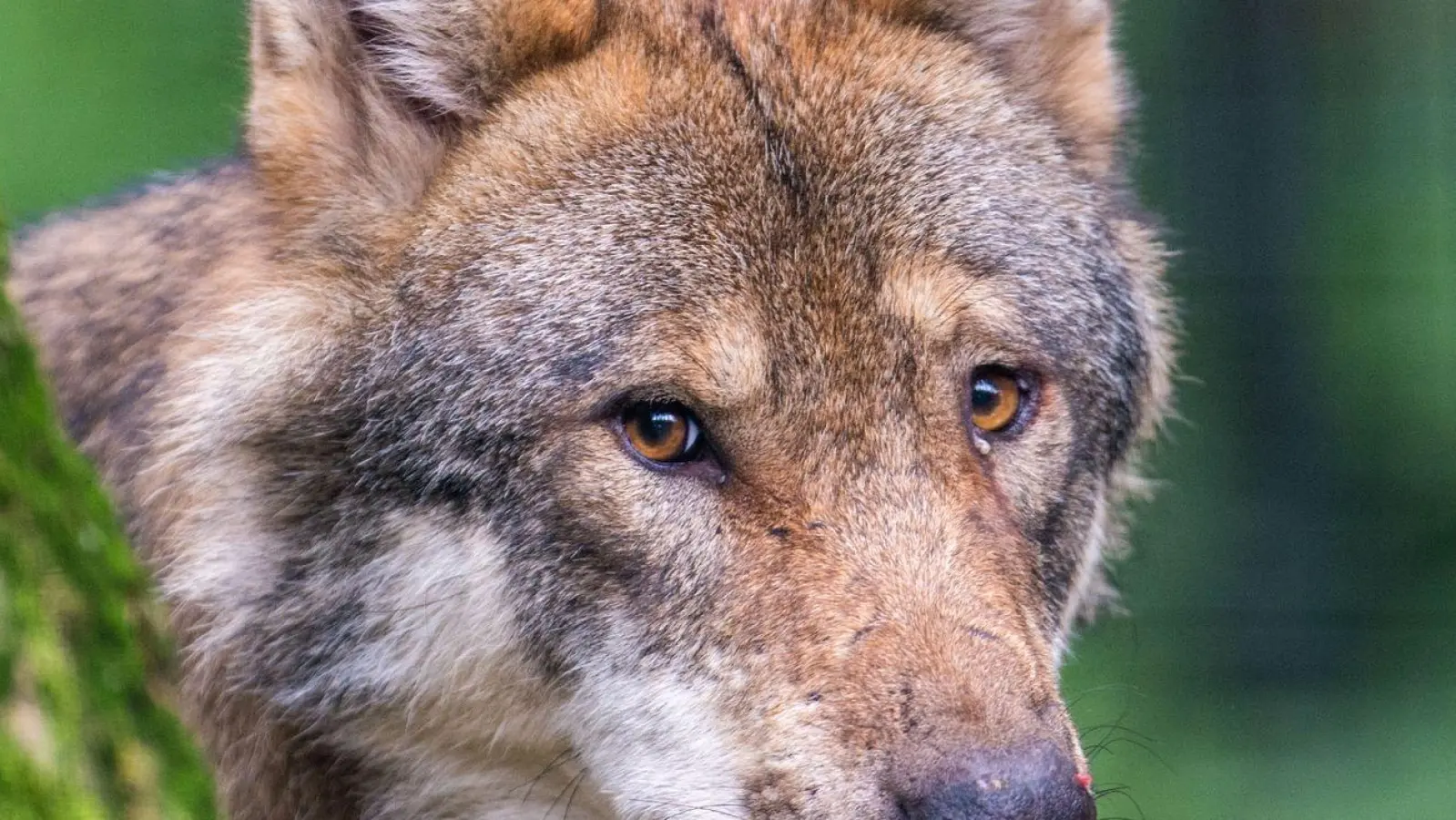 Ein Wolf schaut hinter einem Baum hervor. (Foto: Lino Mirgeler/dpa/Symbolbild)