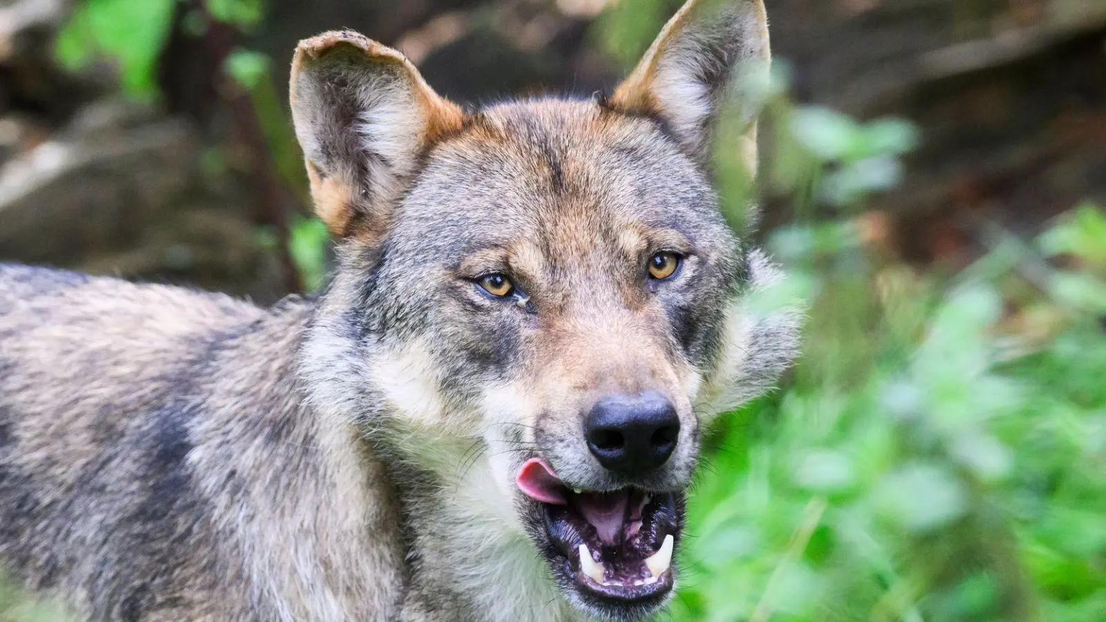 Ein Urteil zur Jagd auf Wölfe sorgt für neuen Zündstoff. (Illustration) (Foto: Julian Stratenschulte/dpa)