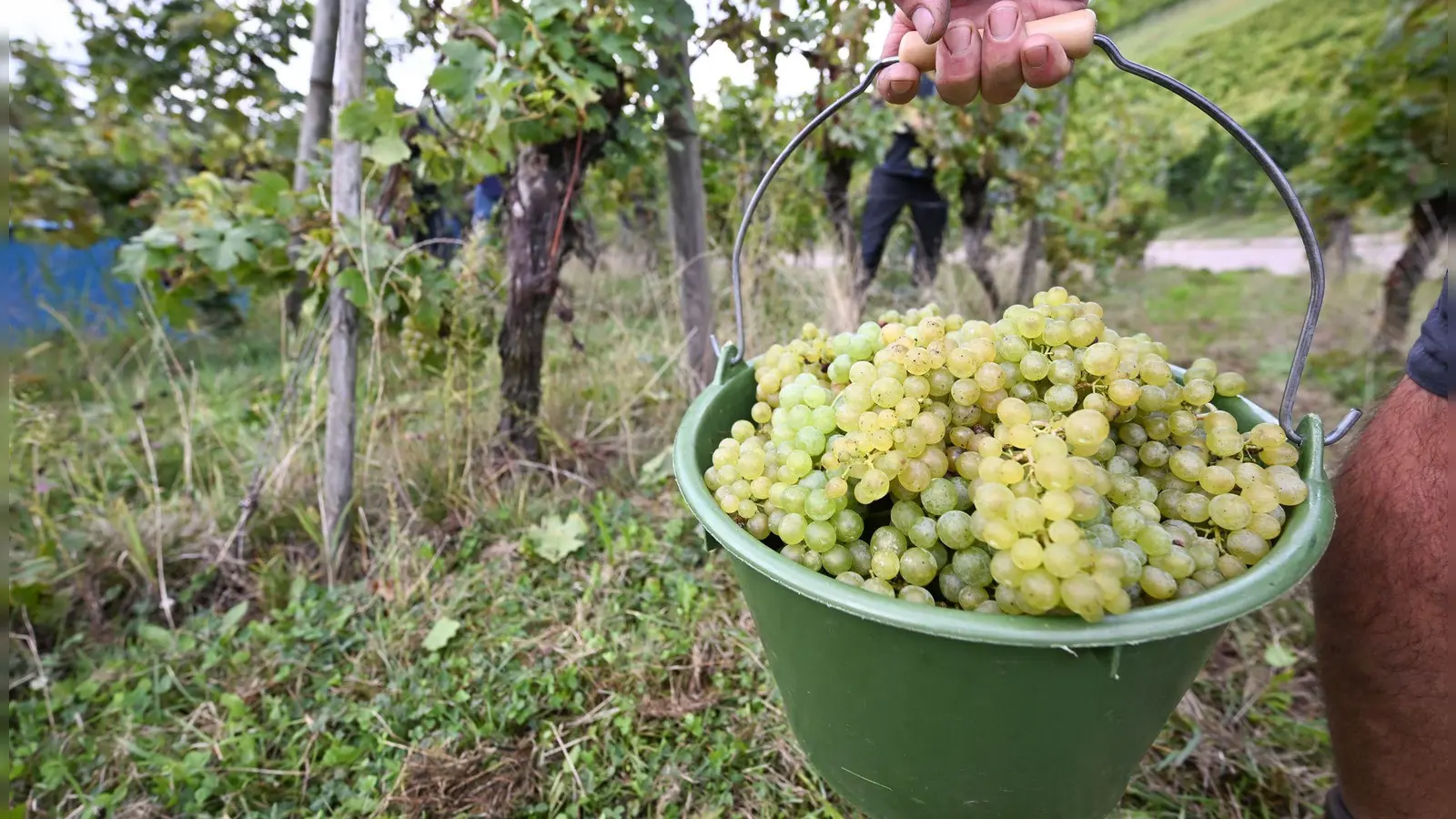 Die Weinernte 2024 fällt voraussichtlich fast fünf Prozent geringer aus als im Vorjahr. (Archivbild) (Foto: Bernd Weißbrod/dpa)