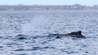 Am Nachmittag sollen die Kernergebnisse des Gutachtens vorgestellt werden. (Archivbild) (Foto: Bodo Marks/dpa)