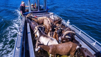 Per Boot werden die 22 tierischen Landschaftspfleger auf die Vogelschutzinsel Walfisch in der Wismarbucht gebracht. (Foto: Jens Büttner/dpa)