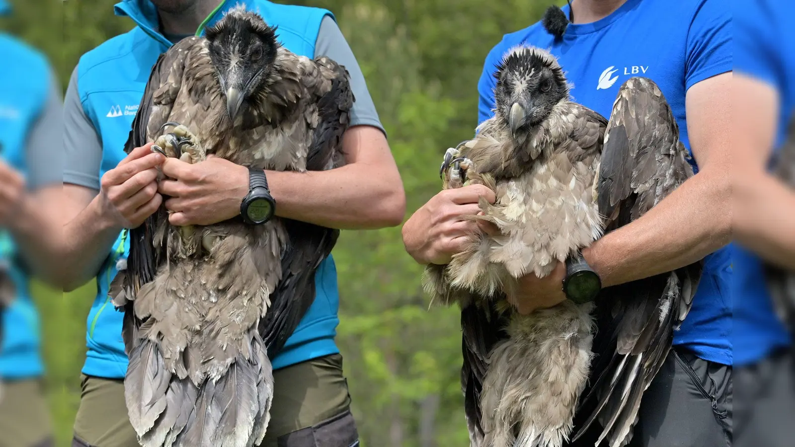 Vor fünf Jahren wurden mit Bavaria und Wally die ersten Bartgeier im Nationalpark ausgewildert. (Archivfoto)  (Foto: Peter Kneffel/dpa)