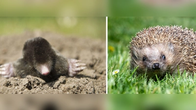 Die Deutsche Wildtier Stiftung ruft dazu auf, Igel und Maulwürfe zu zählen. (Archivbild) (Foto: Armin Weigel/Patrick Pleul/dpa)