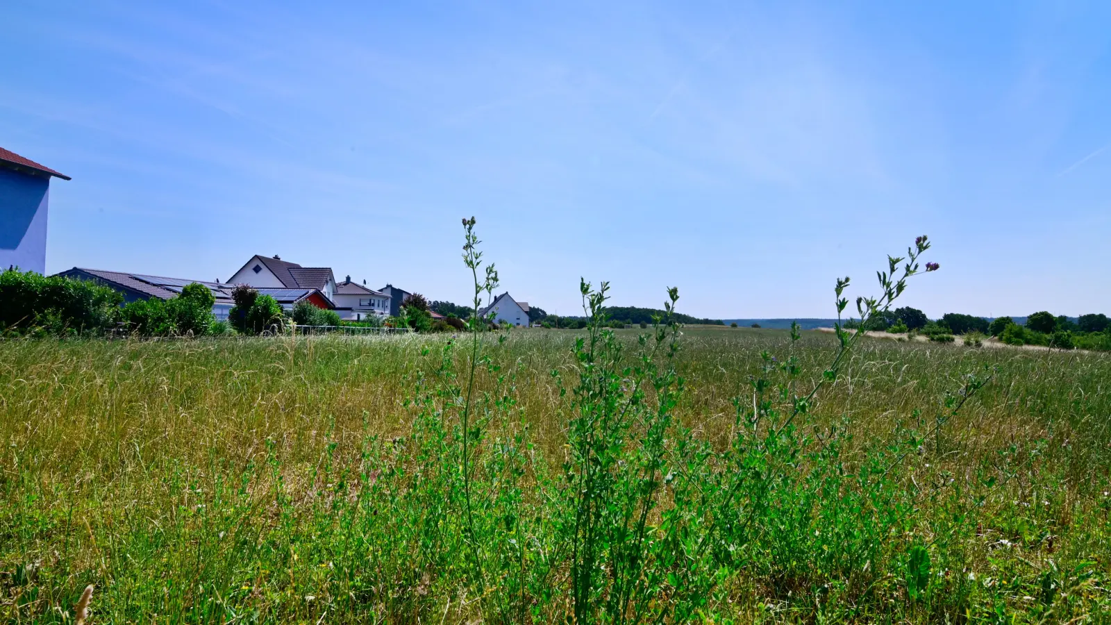 Noch ist auf der Fläche für das Neubaugebiet im Bergfeld viel Platz für die Natur. (Foto: Jim Albright)