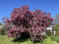 Zierapfel - Mehr Blüte geht nicht - gesehen in Bernhardswinden (Foto: Armin Schöbel)