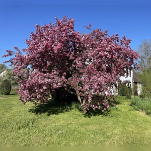 Zierapfel - Mehr Blüte geht nicht - gesehen in Bernhardswinden (Foto: Armin Schöbel)