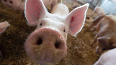 Ferkel sind neugierig, wenn sich etwas bewegt.  (Symbolbild: Marijan Murat/dpa)