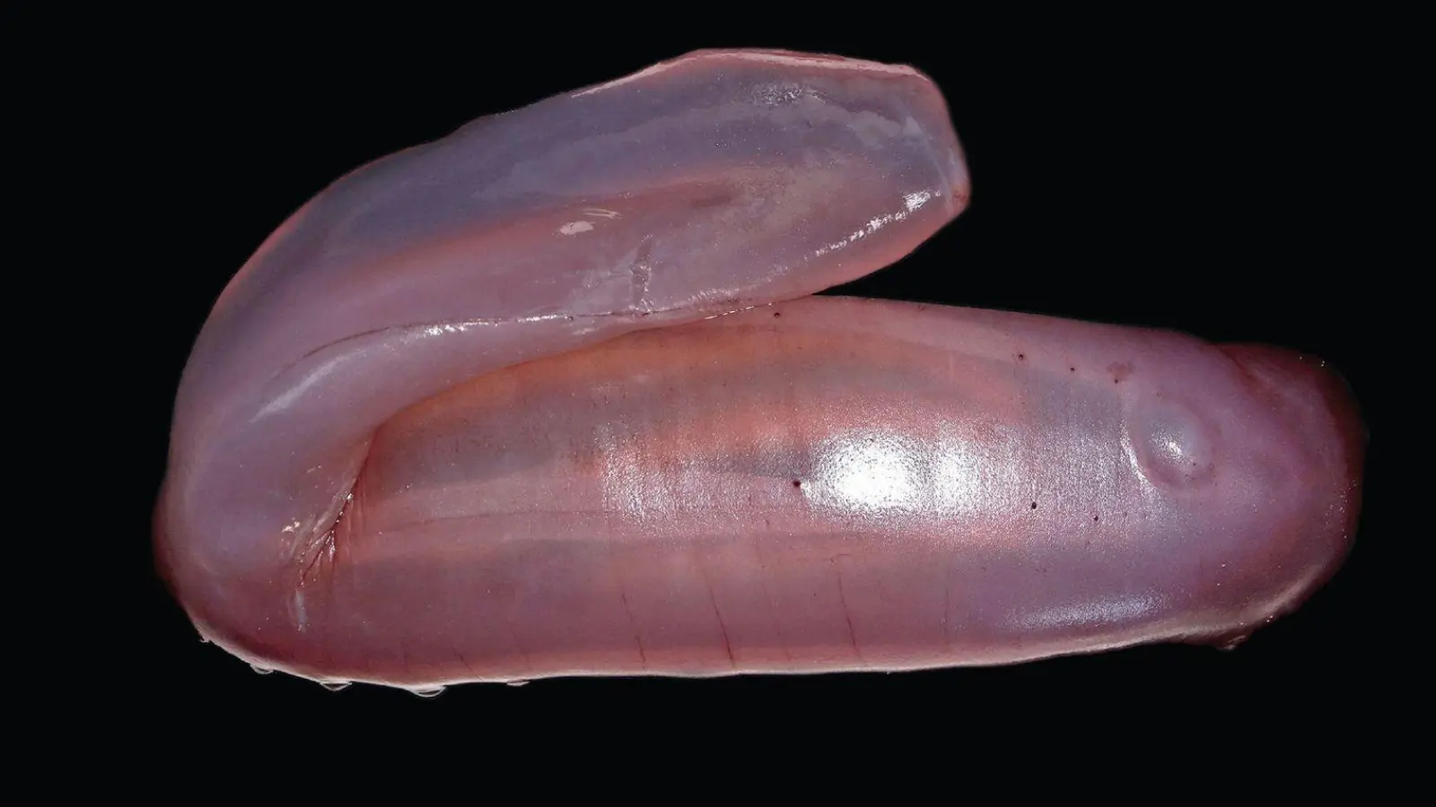 Die pinke Seegurke Psychropotes buglossa wurde nun als eigene Art beschrieben. (Foto: Amanda Serpell-Stevens/Senckenberg Gesellschaft für Naturforschung/dpa)